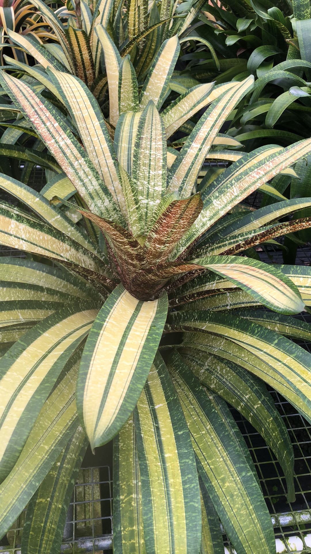 All Plants | Fantastic Gardens Hawaii